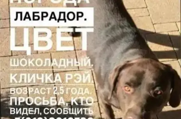 Пропала собака Рей на перекрестке Победы и Узкого переулка, Белореченск