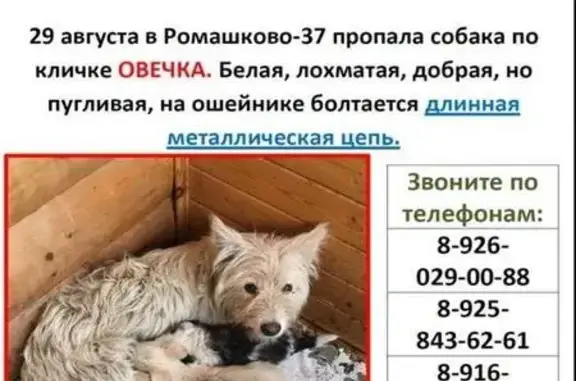 Пропала собака в Бронницах (Московская обл.)