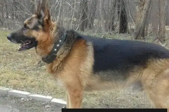 Пропала собака в Чеховском районе, д. Шарапово!