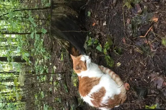 Найдена кошка в парке Покровское-Стрешнево