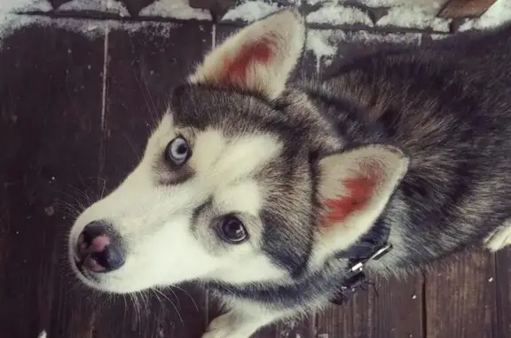 Пропала бело-бежевая собака в деревне Анциферово, Московская область