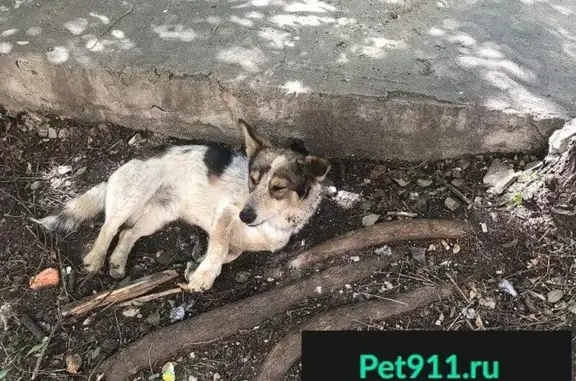 Найдена собака в Биробиджане без ошейника.