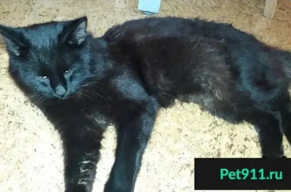 Найден кот на ул. Селезнева в Новосибирске