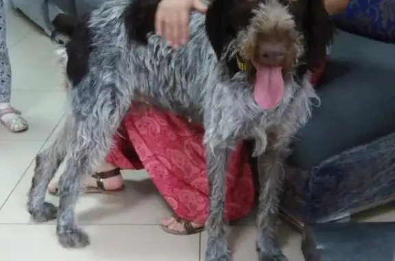 Найдена собака породы Дратхаар в Геленджике.