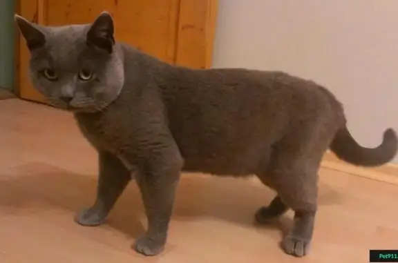 Кошка найдена на улице Глинки, Сергиев Посад