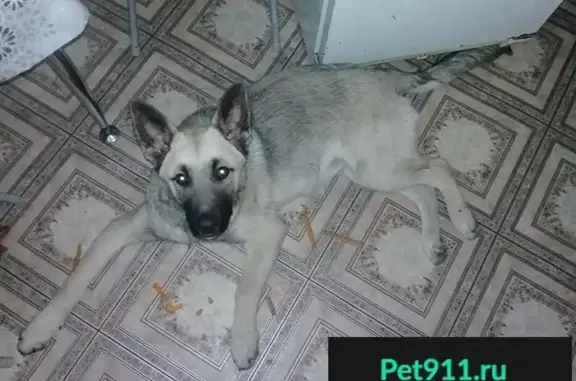 Найден щенок овчарки в Химках на ул. Ивановская.