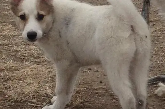 Найдена собака в Забайкальском крае, нужна помощь в поиске!