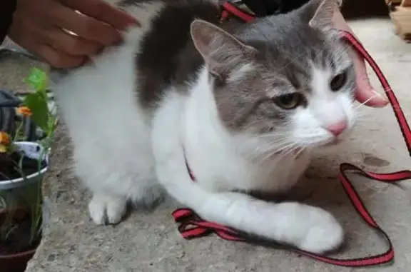 Найдена кошка на Школьной улице, Нахабино