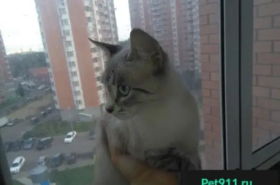 Найдена кошка в Котельниках, Москва