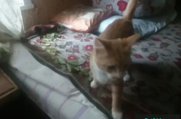 Пропал кот возле клиники на ул. Алябьева, вознаграждение за находку.