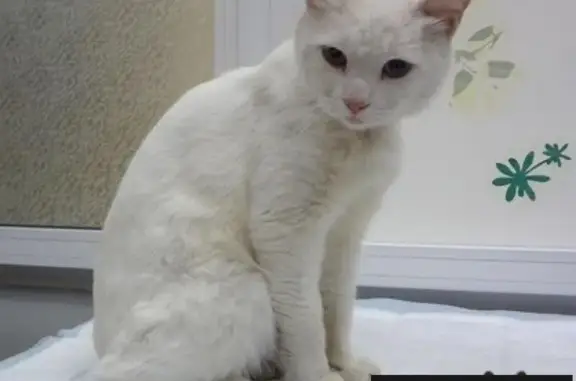 Найден белый кот в Гольяново, Москва