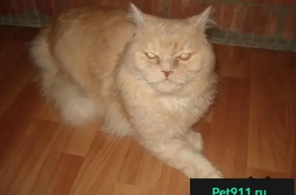 Пропала кошка: Дзержинского 79, Тольятти
