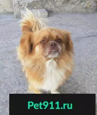 Найдена собака на Кубанской, Симферополь