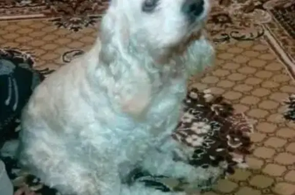 Собаки потеряшки, Русский Камешкир, фото: Потеряшка пожилая собака в Чумаёво, помогите найти