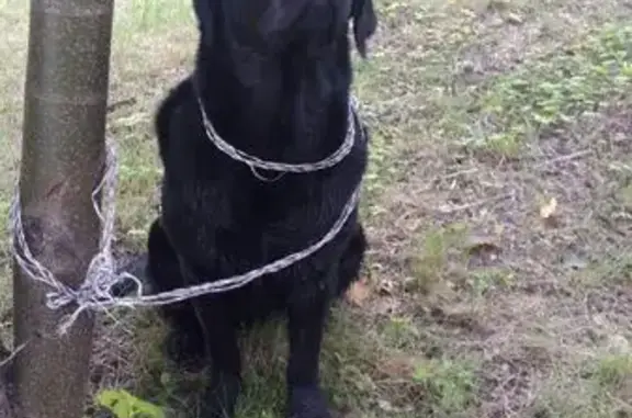 Найдена собака в Лахта-Ольгино, похожа на ретривера