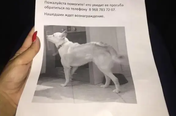 Пропала собака в Московском районе Минска