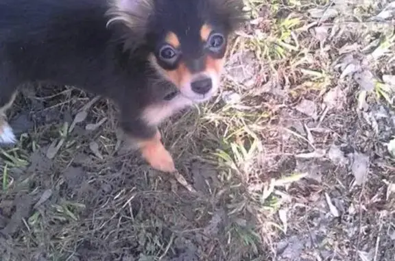 Пропала собака в Абашево, Кемеровская область