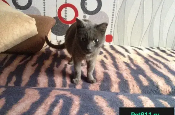 Найдена домашняя кошка с ошейником в Омске 05.09.