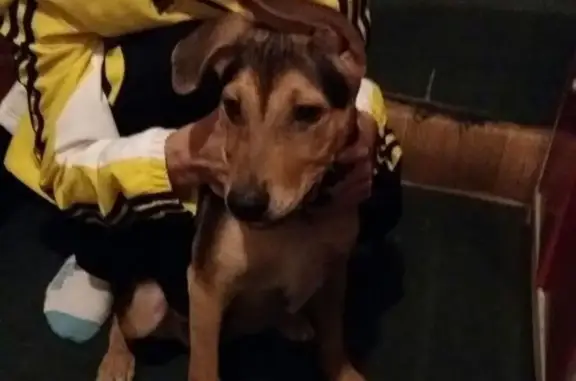 Найдена собака в Ростове на ул. Черепахина.