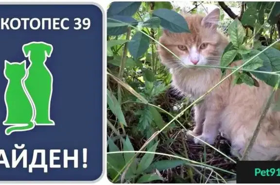 Найден рыжий кот с ошейником на Московском проспекте #НАЙДЕН_РЫЖИЙ_КОТ39
