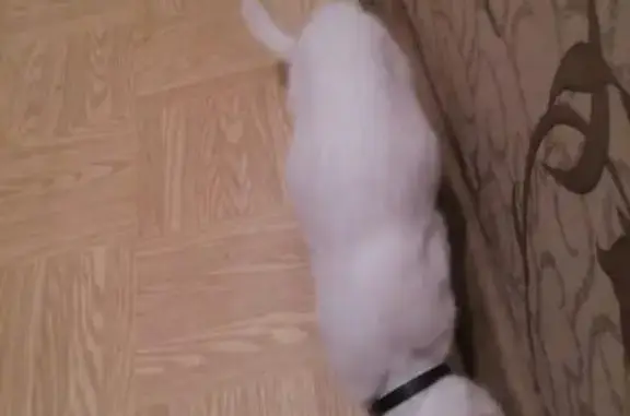 Найдена белая кошка в Подольске, ищем хозяина