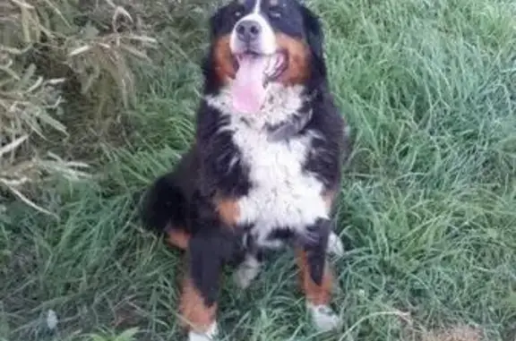 Пропала собака в Артёме с 28 августа 2017