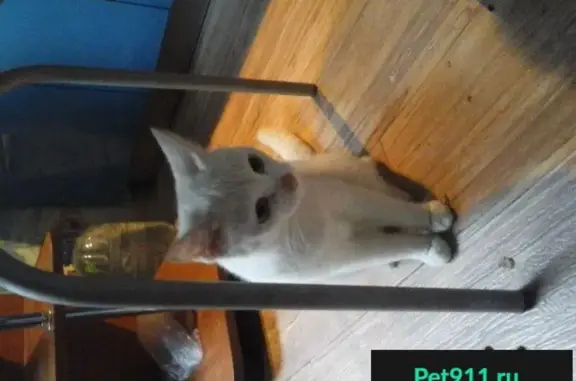 Найдена белая кошка на ул. Студенческой, Пермь