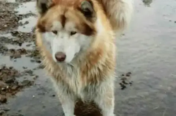 Пропала собака породы аляскинский маламут, вознаграждение, Улан-Удэ