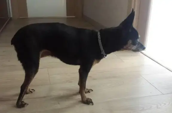 Найдена собака в Троицком, Московская область