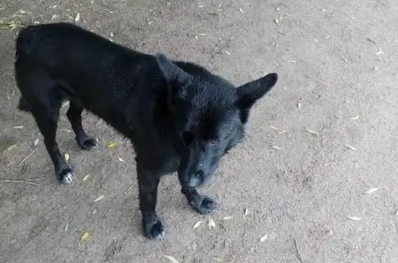 Найден ухоженный чёрный пёс на улице Веденеева 2 в СПб