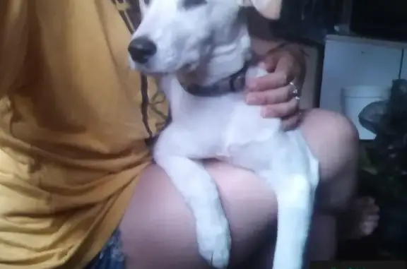 Пропала собака на Ленинском - щенок Одри, белый