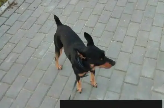 Пропала собака в Сургуте, карликовый пинчер, три года.