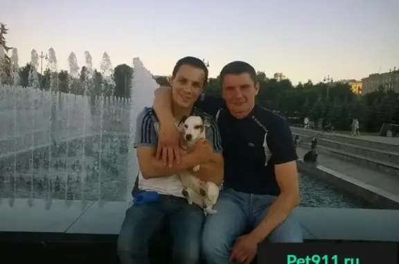 Пропала собака на Московском проспекте.