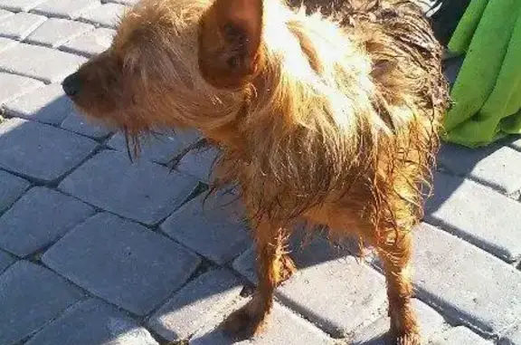 Собака найдена в Губернском парке, Калуга