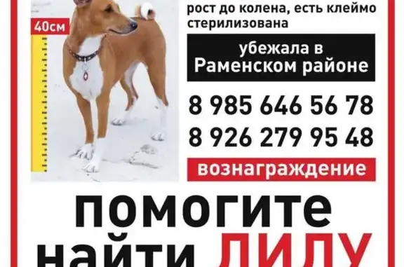 Пропала собака в Раменском районе, Московская обл.