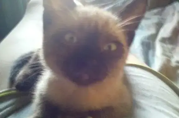Пропал сиамский котенок в Барнауле с голубым и зеленым глазом