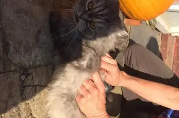 Найдена персидская кошка на ул. Луговая, Тула
