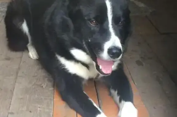 Найдена собака в Верее, Московская область