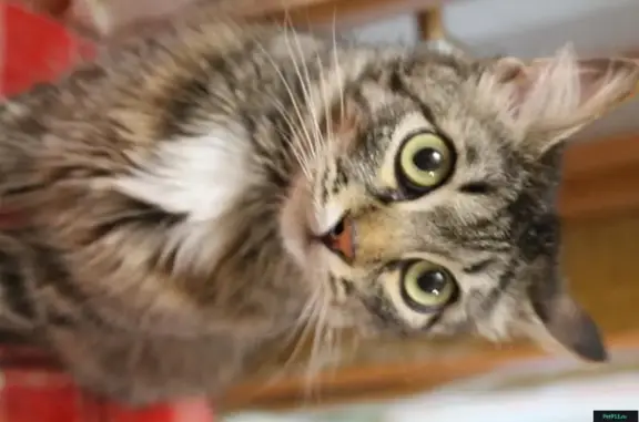 Найден молодой кот с большими глазами в Ульяновске