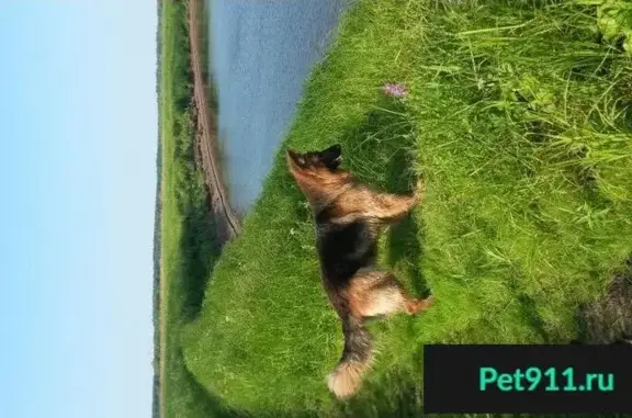 Пропала немецкая овчарка на Оленьем острове, Нефтеюганск