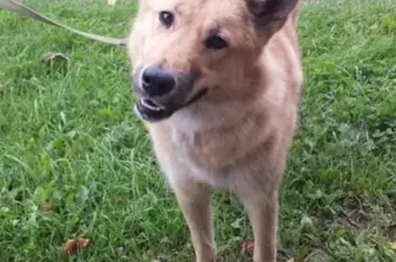 Найдена собака в парке Есенина (м. ул. Дыбенко) - ищем хозяев!