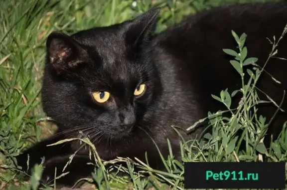 Пропала черная кошка в центре города, вознаграждение.