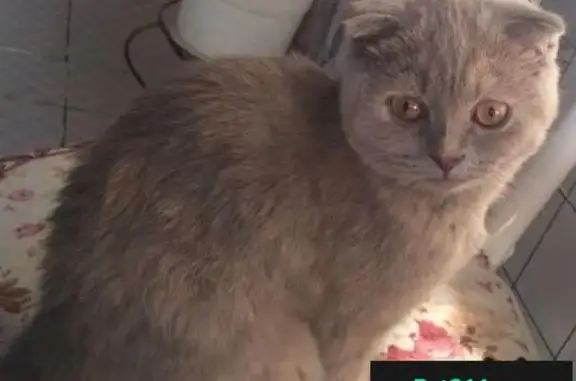 Объявления о пропавших и найденных животных, Билибино, фото: Пропала кошка в Билибино, Россия