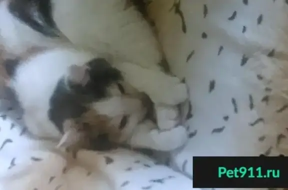 Кошки потеряшки, Репьёвский сельсовет, фото: Потеряшка кошка в СНТ Клубничка