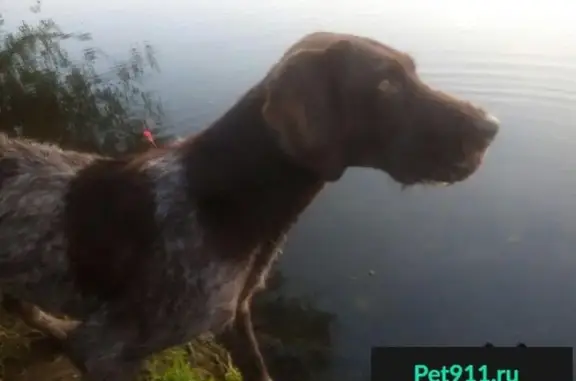 Найдена собака в Вербилово, Липецк