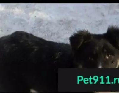 Пропала собака в деревне Чапаево, Республика Хакасия