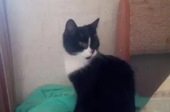 Найдена кошка на Воронежской улице