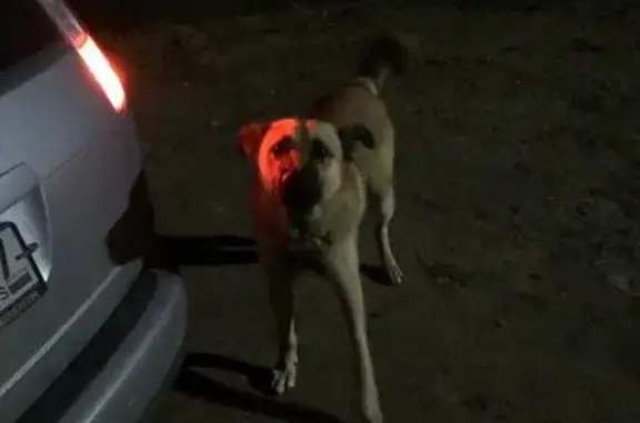 Найдена собака в СНТ Припущаево, ищет хозяина