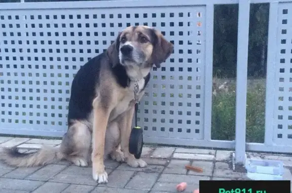 Найдена собака на станции Ромашково, ищем хозяина