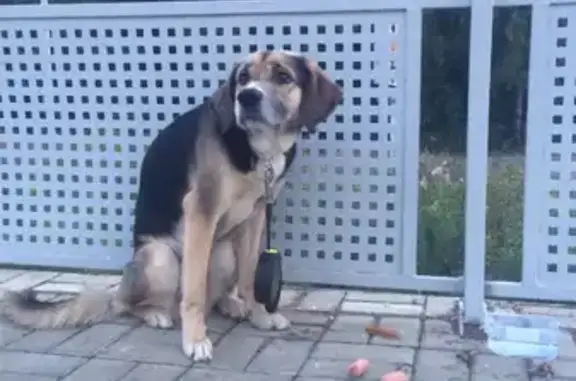 Найдена собака на станции Ромашково